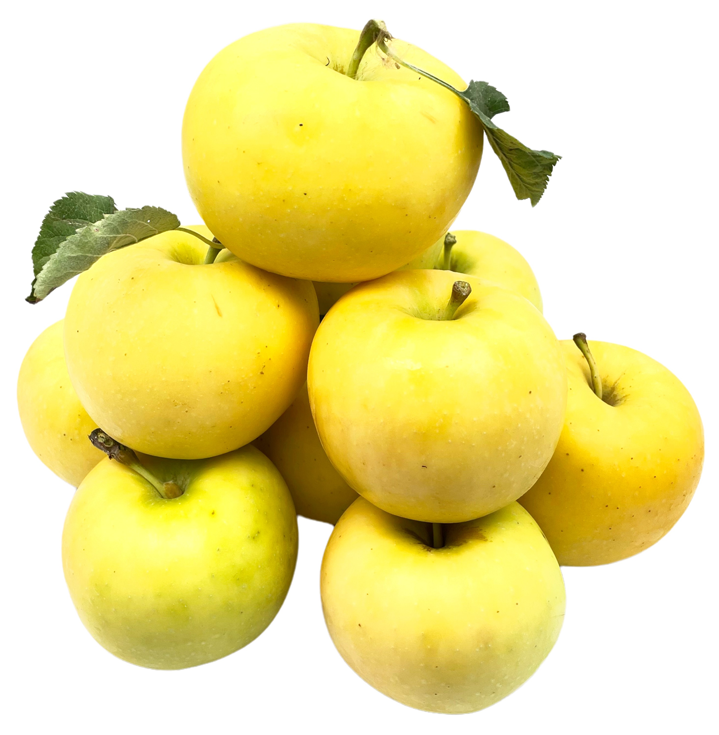 BLEICHHOF® Äpfel Sonnenglanz Allergikerfreundlich - fruchtig säuerliche Sorte aus der Pfalz, Neue Ernte (5kg) BLEICHHOF® Äpfel Sonnenglanz Allergikerfreundlich - fruchtig säuerliche Sorte aus der Pfalz, Neue Ernte (5kg)