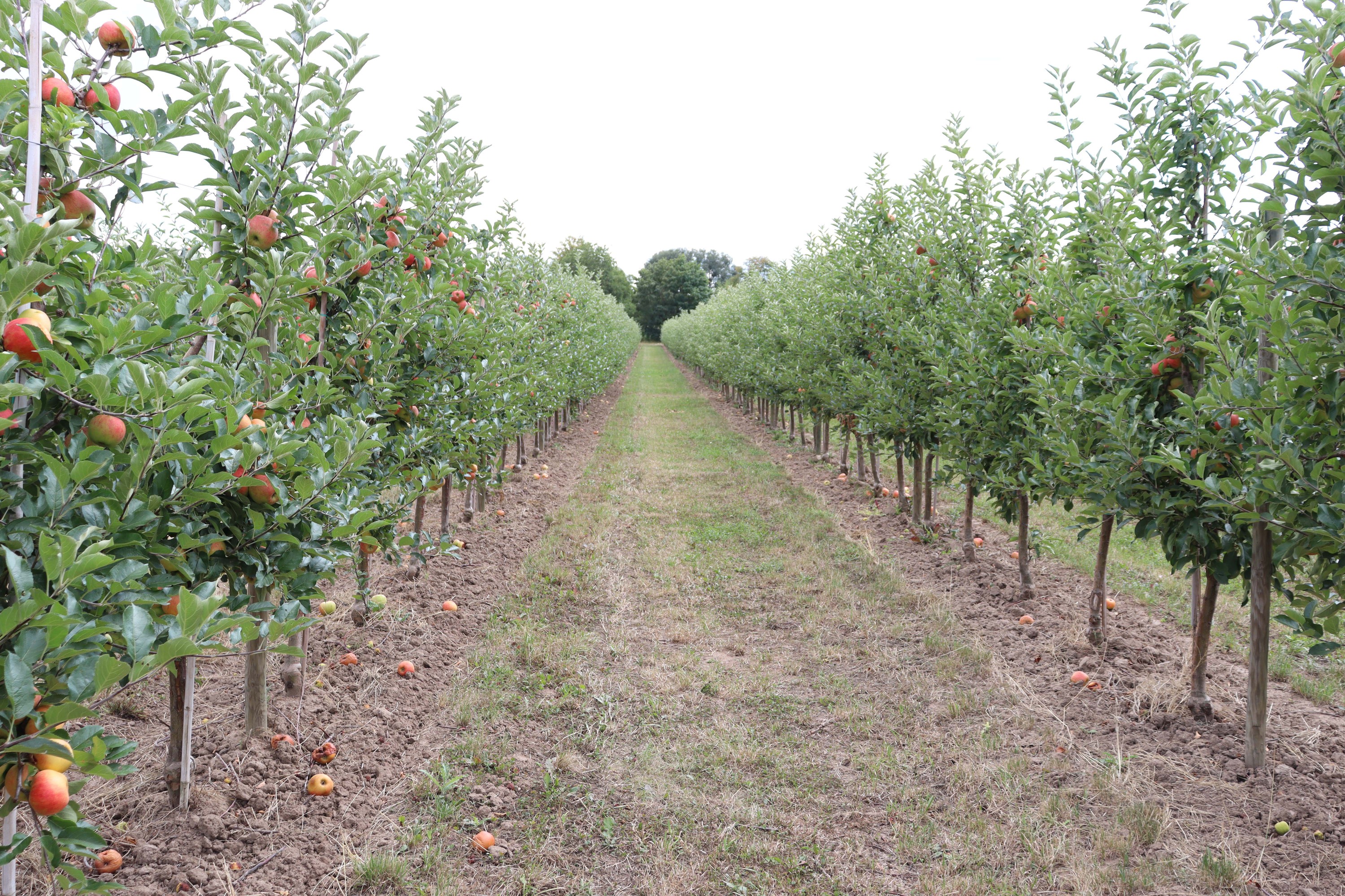 BLEICHHOF® Apples Zauberapfel- sweet with red colored flesh, from the Palatinate, new harvest (7kg)