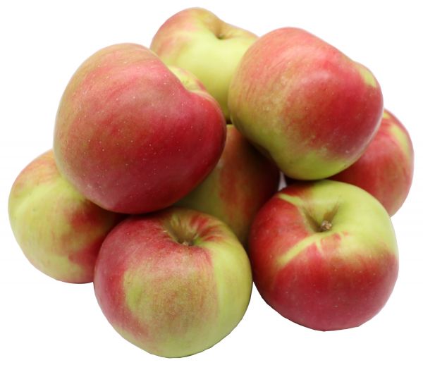 Bleichhof Äpfel Idared – fest, knackig und saftig feinsäuerlich aus der Pfalz (5kg) Neue Ernte